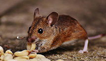 24 Hour & Emergency Exterminators in Winnabow, NC